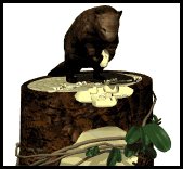 beaver_sitting_treetr_a_lw.gif