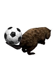 beaver_flippingsoccor_a_hr.jpg