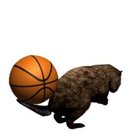 beaver2_flippingbaske_a_hr.jpg