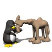 camel_pet_sw.gif