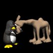 camel_pet_sb.gif