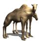 camel_pair_together_sw.gif