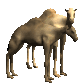 camel_pair_together_sc.gif