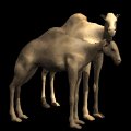 camel_pair_together_mb.gif