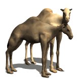 camel_pair_together_lw.gif