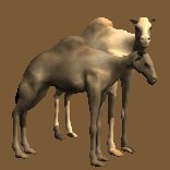 camel_pair_together_lc.gif