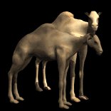 camel_pair_together_lb.gif