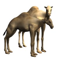camel_pair_together_hr.jpg