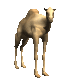 camel_looking_sc.gif