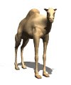 camel_looking_mw.gif