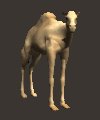 camel_looking_mc.gif