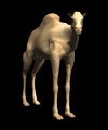 camel_looking_mb.gif