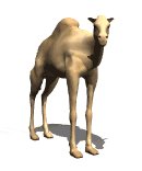 camel_looking_lw.gif