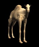 camel_looking_lb.gif