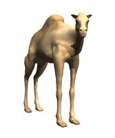 camel_looking_hr.jpg