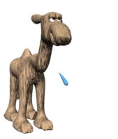 camel_cool_hr.jpg