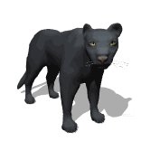 panther_looking_lw.gif
