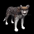 jaguar_looking_mb.gif