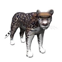 jaguar_looking_hr.jpg