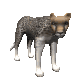 cheetah_looking_sc.gif