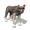 cheetah_looking_mw.gif