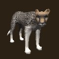 cheetah_looking_mc.gif