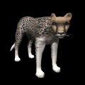 cheetah_looking_mb.gif