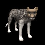 cheetah_looking_lc.gif