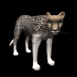 cheetah_looking_lb.gif