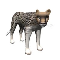 cheetah_looking_hr.jpg