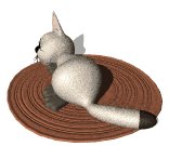 cat_suprised_lw.gif