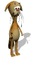 cat_dripping_wet_sw.gif