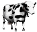 milk_cow_looking_sc.gif