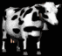 milk_cow_looking_sb.gif