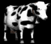 milk_cow_looking_mb.gif