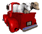 cows_ride_truck_sc.gif