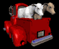 cows_ride_truck_sb.gif
