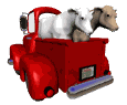 cows_ride_truck_mw.gif