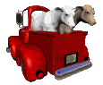 cows_ride_truck_mc.gif