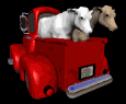cows_ride_truck_mb.gif