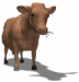 cows_eating_sw.gif