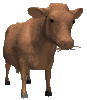 cows_eating_mc.gif