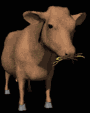 cows_eating_mb.gif