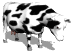cows_ears_flick_sw.gif