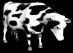 cows_ears_flick_sb.gif