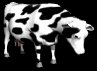 cows_ears_flick_mb.gif