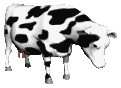cows_ears_flick_lc.gif