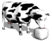 cow_licking_salt_sw.gif
