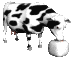 cow_licking_salt_sc.gif