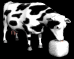 cow_licking_salt_sb.gif